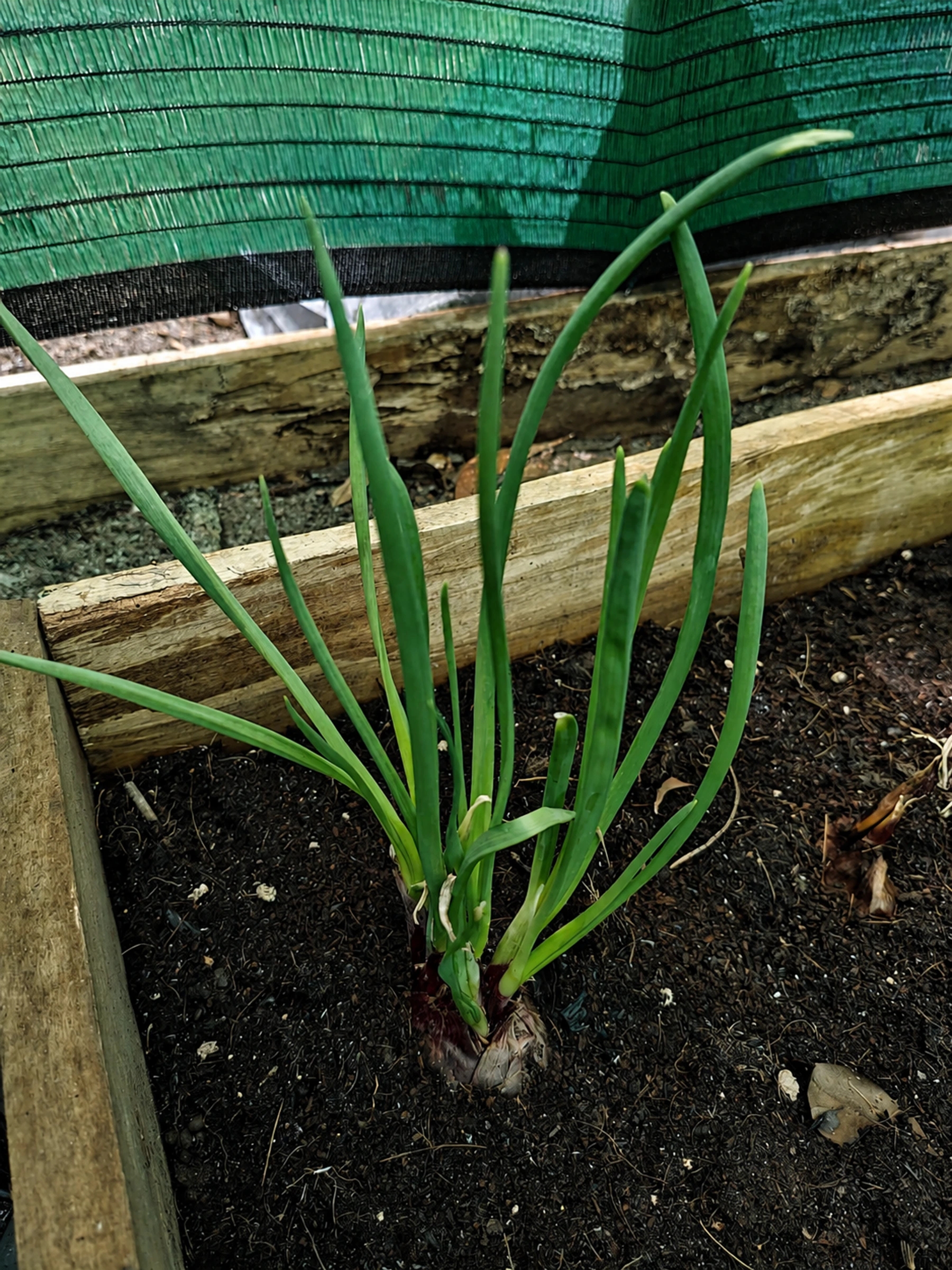 Growing with care