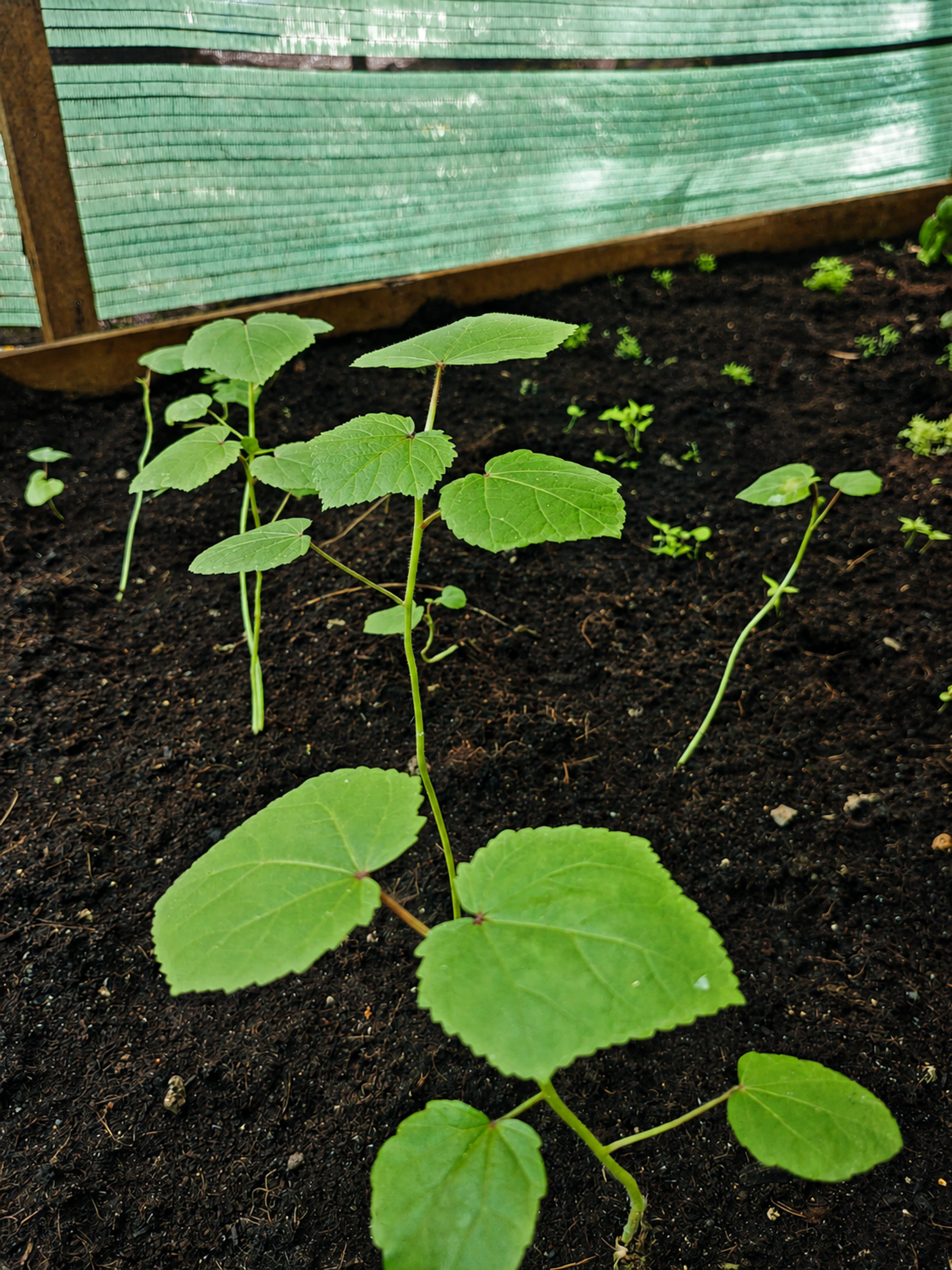 Fresh beginnings