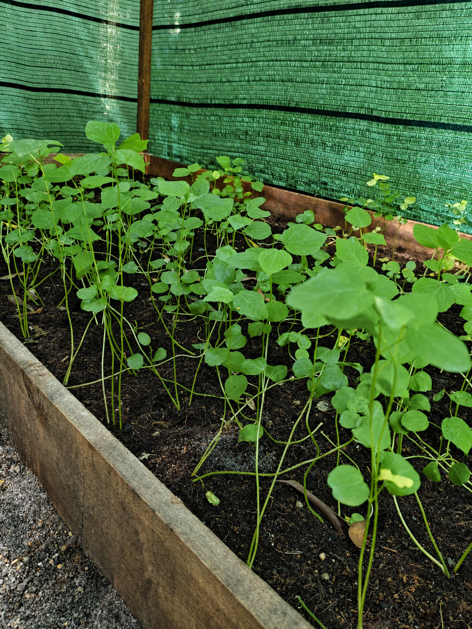Aromatic harvest