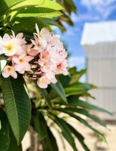 Pink and white frangipani blossoms with green leaves beside the villa.