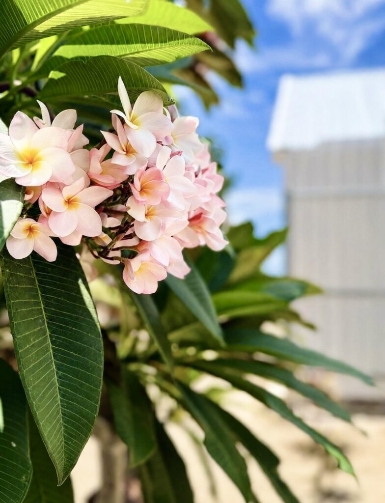 Pink and white frangipani blossoms with green leaves beside the villa.